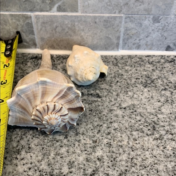 Natural Sea Shell Home Accent Decor - Picture 4 of 6